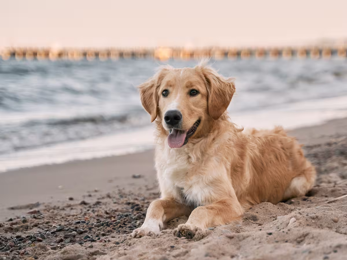 Golden-retriever-on-the-beach-in-his-new-home,-thanks-to-Pet-Relocation-with-Santa-Fe-Relocation